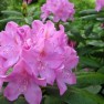 Rhodies (28-5-2013)
